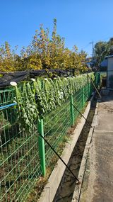 팜모닝 기타작물·영농일지 게시글 이미지