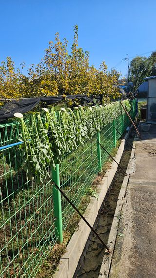 이순정님의 기타작물 · 영농일지 작성글 사진