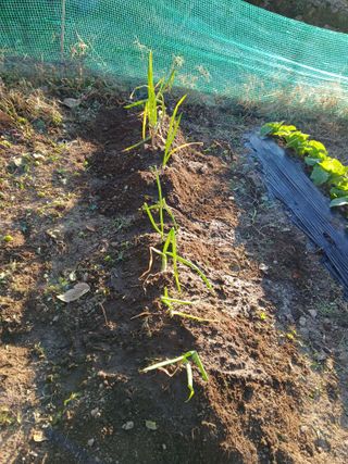 향양농장 사랑합니다님의 기타작물 · 영농일지 작성글 사진