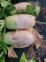 팜모닝 기타작물·영농일지 게시글 이미지