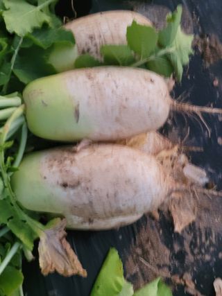 여우내 이순홍님의 기타작물 · 영농일지 작성글 사진