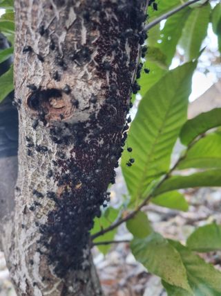 김용대님의 기타작물 · 영농일지 작성글 사진