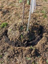 팜모닝 복숭아·영농일지 게시글 이미지