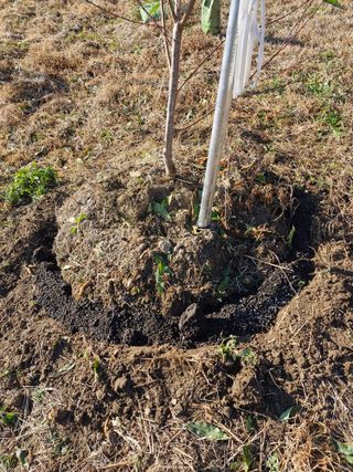 성은모님의 복숭아 · 영농일지 작성글 사진