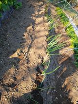 팜모닝 기타작물·영농일지 게시글 이미지