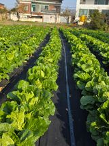 팜모닝 양파·영농일지 게시글 이미지