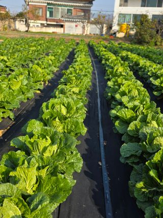 박용열조물주님 님의 양파 · 영농일지 작성글 사진