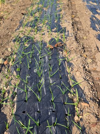 박용열조물주님 님의 양파 · 영농일지 작성글 사진