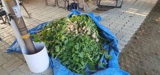 박상중님의 배추 · 영농일지 작성글 사진