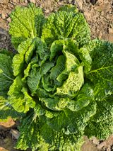 팜모닝 배추·영농일지 게시글 이미지