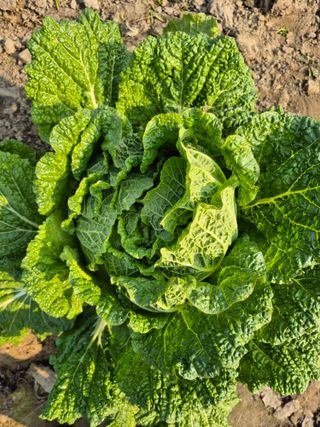 박순례님의 배추 · 영농일지 작성글 사진