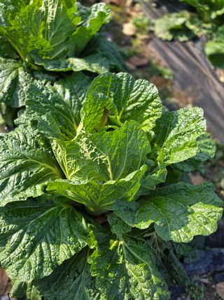 박용열조물주님 님의 양파 · 영농일지 작성글 사진