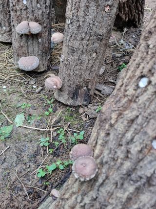 논산푸른팜님의 버섯 · 영농일지 작성글 사진