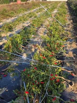 박용열조물주님 님의 양파 · 영농일지 작성글 사진