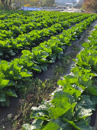 박용열조물주님 님의 양파 · 영농일지 작성글 사진