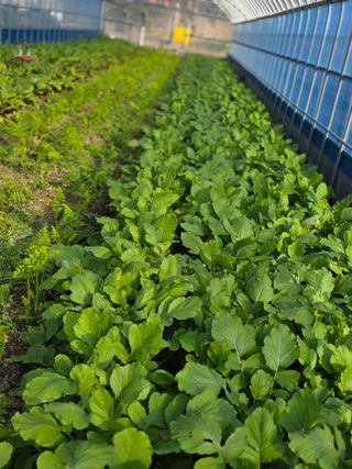 박용열조물주님 님의 양파 · 영농일지 작성글 사진