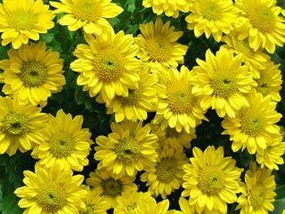 이미옥님의 벼 · 영농일지 작성글 사진