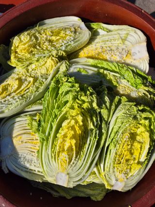 박순례님의 배추 · 영농일지 작성글 사진