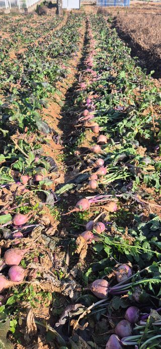 최월숙(왈순아지매)님의 기타작물 · 영농일지 작성글 사진