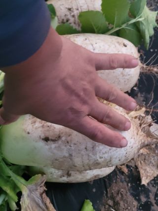 여우내 이순홍님의 기타작물 · 영농일지 작성글 사진