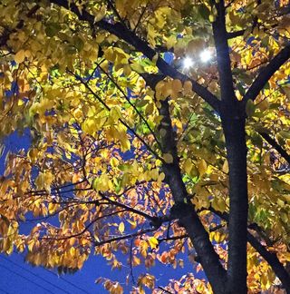 이미옥님의 벼 · 영농일지 작성글 사진