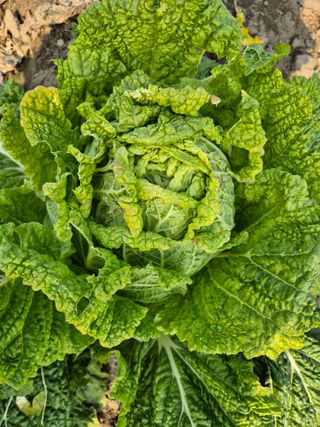 박순례님의 배추 · 영농일지 작성글 사진