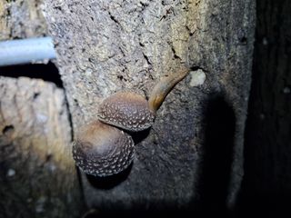 논산푸른팜님의 버섯 · 영농일지 작성글 사진