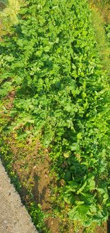 팜모닝 배추·영농일지 게시글 이미지