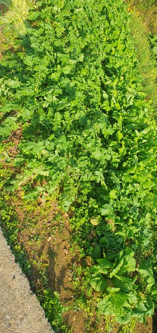 김영진님의 배추 · 영농일지 작성글 사진