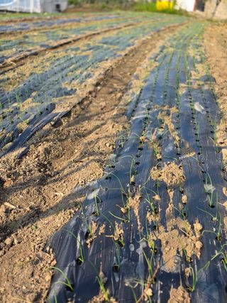 박용열조물주님 님의 양파 · 영농일지 작성글 사진