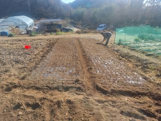 원인호님의 마늘 · 영농일지 작성글 사진