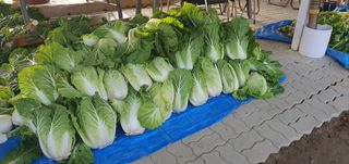 박상중님의 배추 · 영농일지 작성글 사진