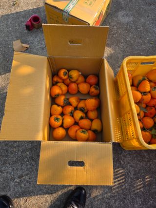 상주백수농원 님의 감 · 영농일지 작성글 사진