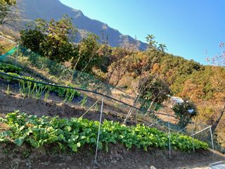 향양농장 사랑합니다님의 기타작물 · 영농일지 작성글 사진