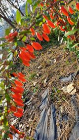 팜모닝 기타작물·영농일지 게시글 이미지