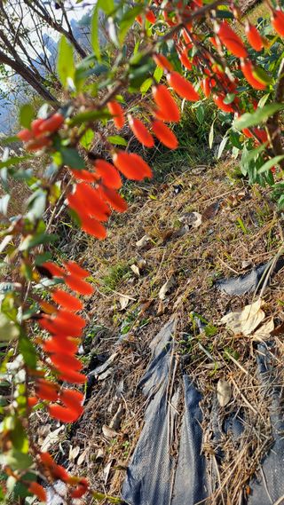 주윤발이님의 기타작물 · 영농일지 작성글 사진