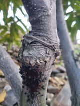 팜모닝 기타작물·영농일지 게시글 이미지