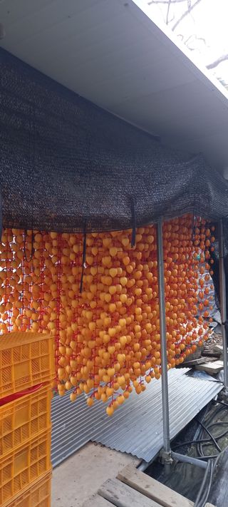 초보농사꾼보미촌님의 기타작물 · 영농일지 작성글 사진