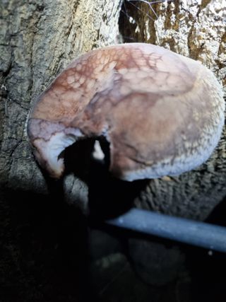 논산푸른팜님의 버섯 · 영농일지 작성글 사진