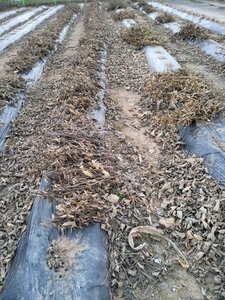 전만근님의 콩 · 영농일지 작성글 사진