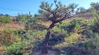 이정운님의 기타작물 · 영농일지 작성글 사진