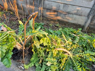 박순례님의 배추 · 영농일지 작성글 사진