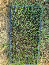 팜모닝 마늘·영농일지 게시글 이미지