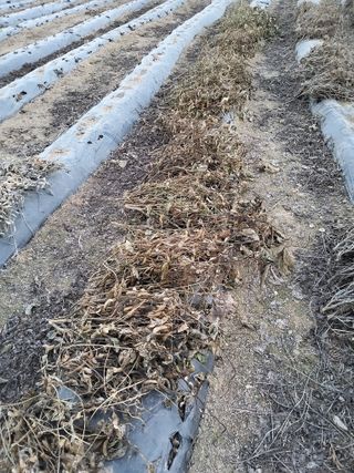 전만근님의 콩 · 영농일지 작성글 사진