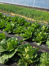 팜모닝 양파·영농일지 게시글 이미지