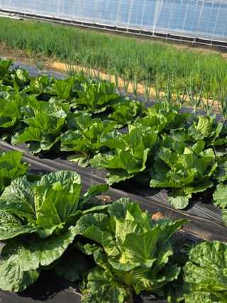 박용열조물주님 님의 양파 · 영농일지 작성글 사진