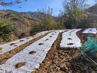 성은모님의 복숭아 · 영농일지 작성글 사진