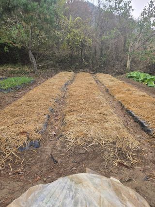 매실21434님의 양파 · 영농일지 작성글 사진