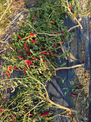 박용열조물주님 님의 양파 · 영농일지 작성글 사진