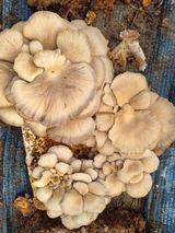 팜모닝 버섯·영농일지 게시글 이미지